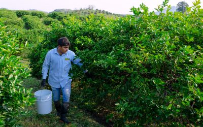 Rain hinders harvesting of limes in Mexico