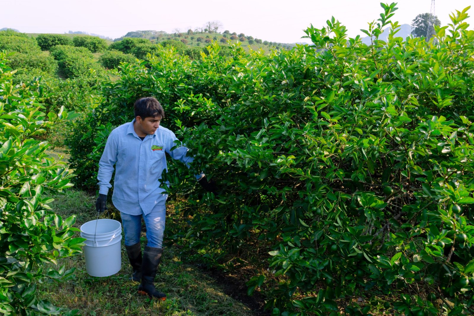 Rain hinders harvesting of limes in Mexico Limonik