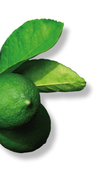 limonik_bg1